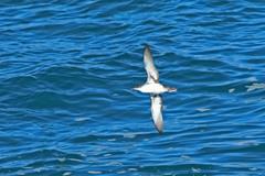 Puffinus yelkouan