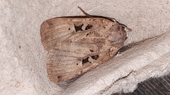 Xestia normanianus