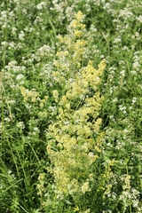 Galium × pomeranicum