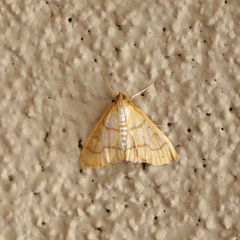 Pyraustini