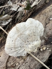 Trametes lactinea