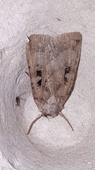 Xestia normanianus