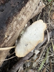 Trametes lactinea