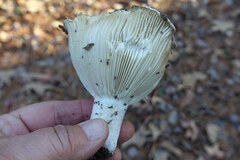 Russula brevipes acrior