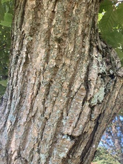 Castanea mollissima