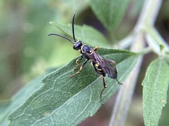 Ceropales maculata