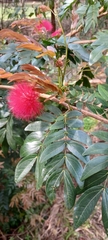Calliandra