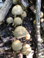 Coprinellus micaceus