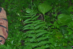 Dryopteris celsa