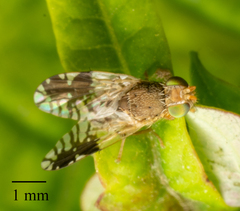 Tephritis divisa