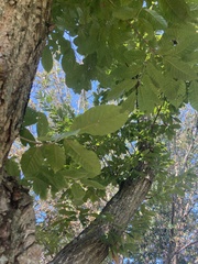 Castanea mollissima