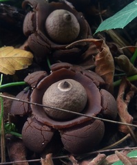 Geastrum
