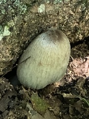Coprinopsis
