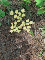 Thalictrum occidentale