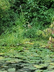 Botaurus lentiginosus