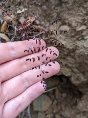 Pellaea andromedifolia