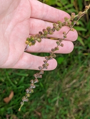 Agrimonia parviflora