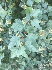 Physocarpus capitatus