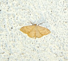 Idaea biselata