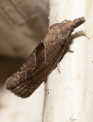 Pelochrista similiana