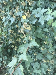 Physocarpus capitatus