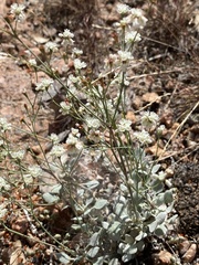 Eriogonum tenellum