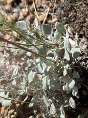Eriogonum tenellum