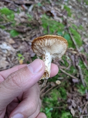 Russula cerolens