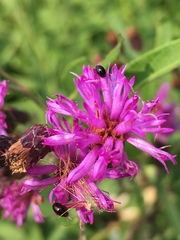 Vernonia fasciculata