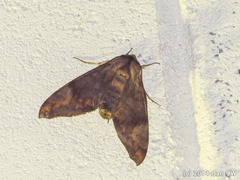 Acosmeryx pseudonaga