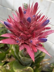 Aechmea fasciata