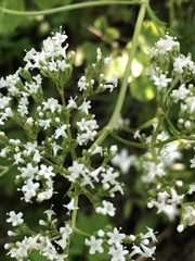 Valeriana officinalis