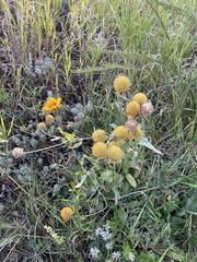 Gaillardia aristata