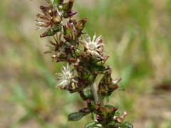 Gamochaeta americana