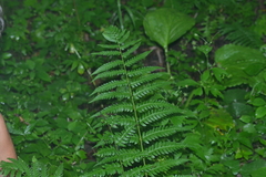 Dryopteris celsa