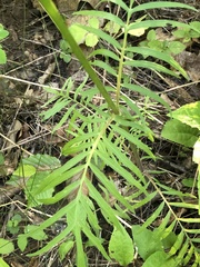 Valeriana officinalis