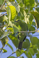 Chloropsis cyanopogon