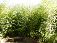 Phyllostachys aurea