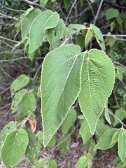 Helicteres jamaicensis