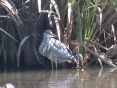 Ardea cinerea