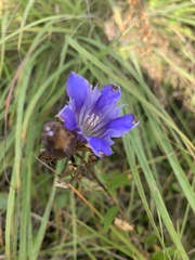 Gentiana puberulenta