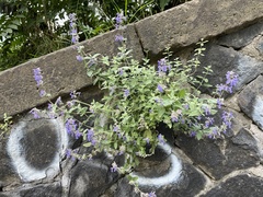 Nepeta