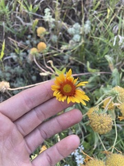 Gaillardia aristata