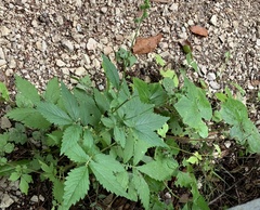 Agrimonia striata