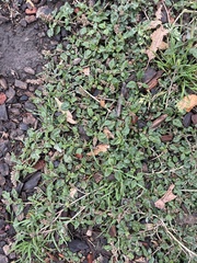 Amaranthus deflexus