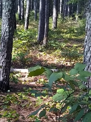Sciurus carolinensis