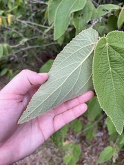 Helicteres jamaicensis