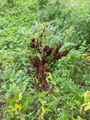 Rumex