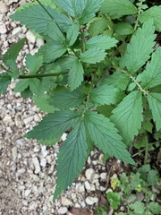 Agrimonia striata