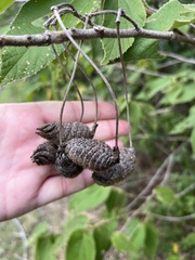 Helicteres jamaicensis